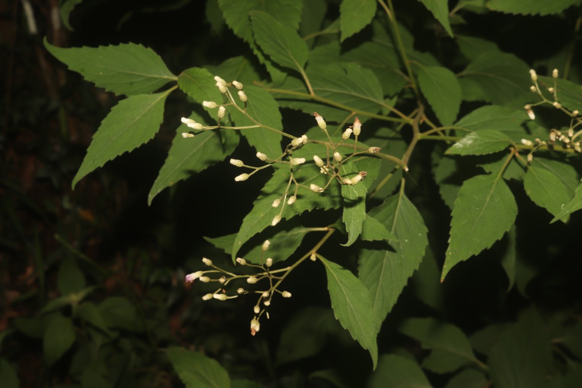 Cyanthillium hookerianum (Arn.) H.Rob.